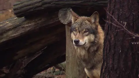 Wolf