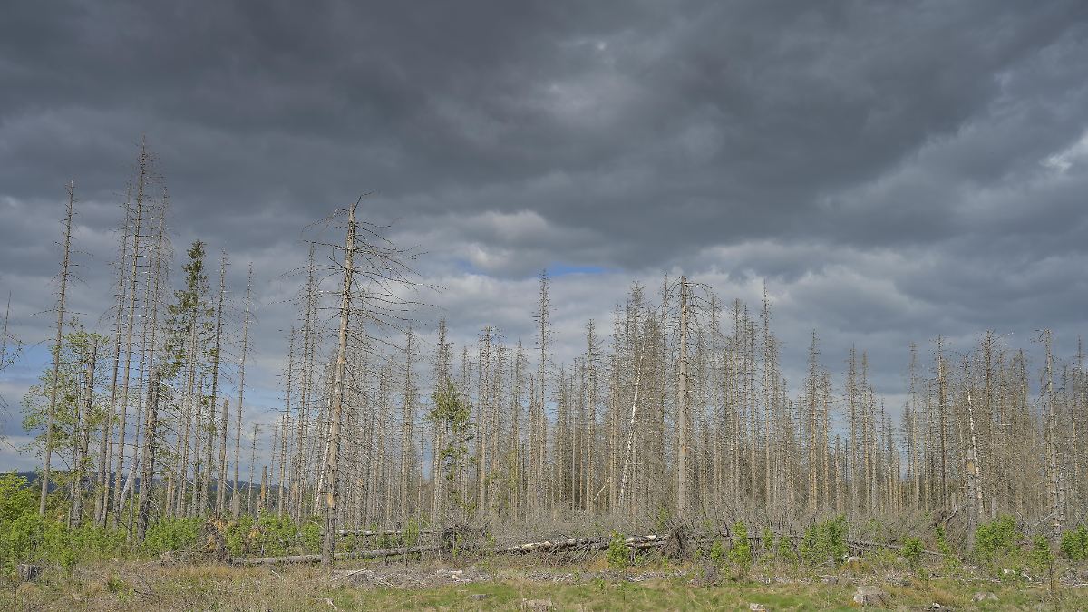 Deutsche Forscher sagen massive Waldschäden in Europa voraus