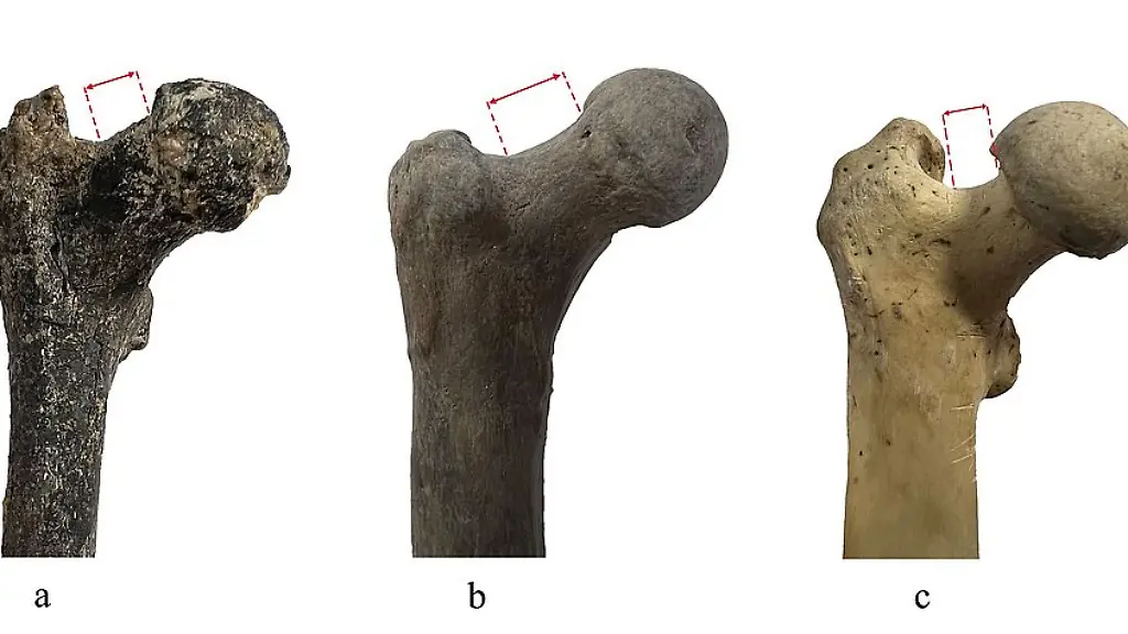 csm_2026-03-03_PM_Femur_Graecopithecus_Australopithecus_Pan_d2c639d499
