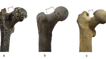 csm_2026-03-03_PM_Femur_Graecopithecus_Australopithecus_Pan_d2c639d499