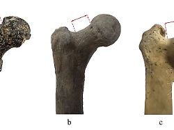 Hinweis auf Zweibeinigkeit: Stammt der älteste Vorfahr des Menschen vom Balkan?