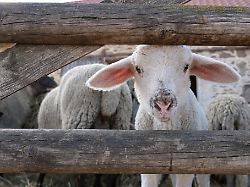 Sachsen-Anhalt: Schafzüchter hoffen auf stabile Lämmerpreise zu Ostern