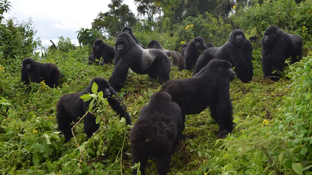 99e471accd86a233f88d50ef1472a73e