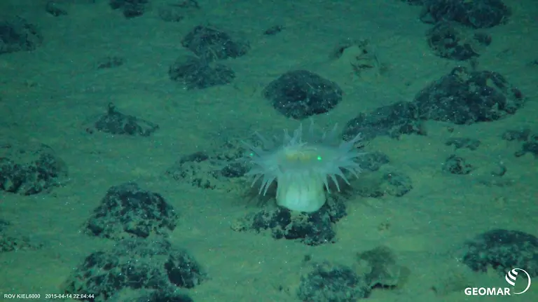 HANDOUT-Meeresgrundbewohner-der-Clarion-Clipperton-Zone-Credit-SO239-GEOMAR-ACHTUNG-Frei-nur-zur-redaktionellen-Verwendung-im-Zusammenhang-mit-der-Berichterstattung-ueber-die-Studie-bei-Nennung-des-Credits