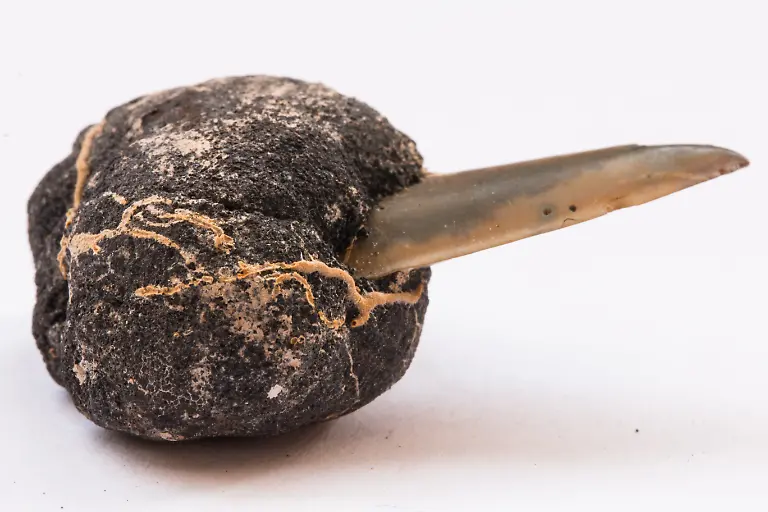 Polymetallic-nodules-with-tooth-shark-from-5000m-depth-of-Pacifi-Polymetallic-nodules-with-tooth-shark-from-5000m-depth-of-Pacific-ocean