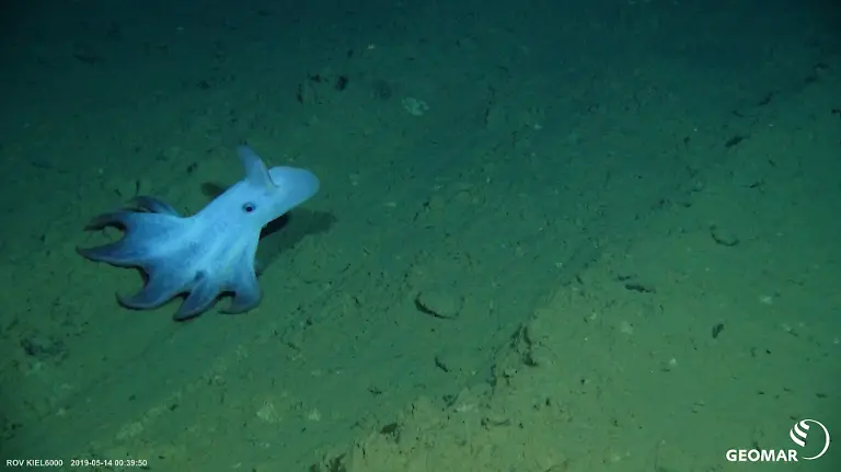 HANDOUT-Meeresgrundbewohner-der-Clarion-Clipperton-Zone-Credit-SO268-GEOMAR-ACHTUNG-Frei-nur-zur-redaktionellen-Verwendung-im-Zusammenhang-mit-der-Berichterstattung-ueber-die-Studie-bei-Nennung-des-Credits