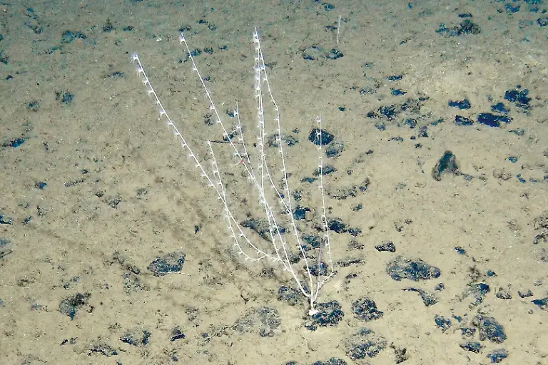 HANDOUT-Meeresgrundbewohner-der-Clarion-Clipperton-Zone-Credit-SO268-GEOMAR-ACHTUNG-Frei-nur-zur-redaktionellen-Verwendung-im-Zusammenhang-mit-der-Berichterstattung-ueber-die-Studie-bei-Nennung-des-Credits