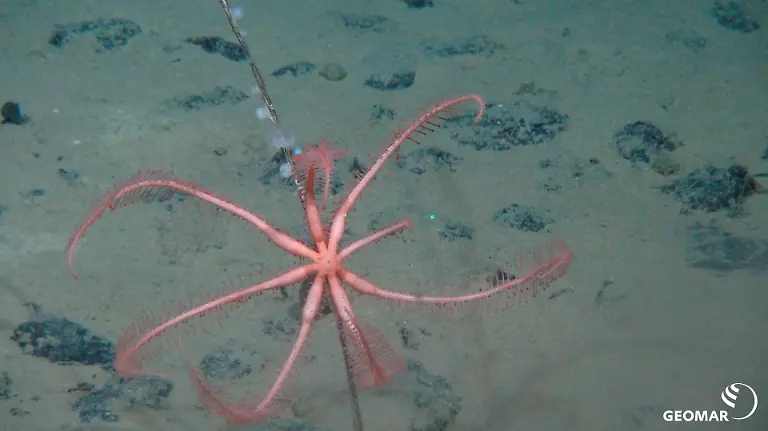 HANDOUT-Meeresgrundbewohner-der-Clarion-Clipperton-Zone-Credit-SO239-GEOMAR-ACHTUNG-Frei-nur-zur-redaktionellen-Verwendung-im-Zusammenhang-mit-der-Berichterstattung-ueber-die-Studie-bei-Nennung-des-Credits