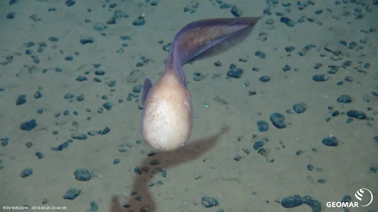 HANDOUT-Meeresgrundbewohner-der-Clarion-Clipperton-Zone-Credit-SO239-GEOMAR-ACHTUNG-Frei-nur-zur-redaktionellen-Verwendung-im-Zusammenhang-mit-der-Berichterstattung-ueber-die-Studie-bei-Nennung-des-Credits