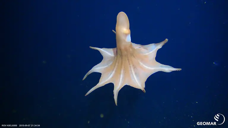 HANDOUT-Aufnahme-vom-Stoerungsprojekt-Discol-etwa-650-Kilometer-suedoestlich-der-Galapagos-Inseln-Credit-SO242-GEOMAR-ACHTUNG-Frei-nur-zur-redaktionellen-Verwendung-im-Zusammenhang-mit-der-Berichterstattung-ueber-die-Studie-bei-Nennung-des-Credits