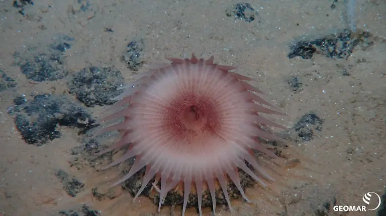 HANDOUT-Meeresgrundbewohner-der-Clarion-Clipperton-Zone-Credit-SO268-GEOMAR-ACHTUNG-Frei-nur-zur-redaktionellen-Verwendung-im-Zusammenhang-mit-der-Berichterstattung-ueber-die-Studie-bei-Nennung-des-Credits