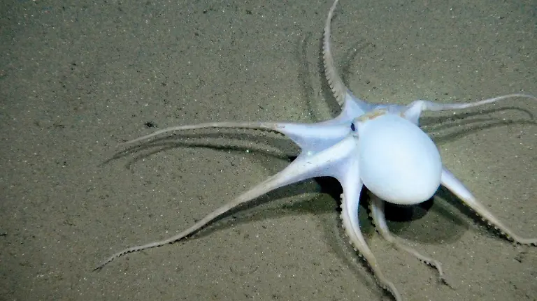 HANDOUT-Aufnahme-vom-Stoerungsprojekt-Discol-etwa-650-Kilometer-suedoestlich-der-Galapagos-Inseln-Credit-SO242-GEOMAR-ACHTUNG-Frei-nur-zur-redaktionellen-Verwendung-im-Zusammenhang-mit-der-Berichterstattung-ueber-die-Studie-bei-Nennung-des-Credits