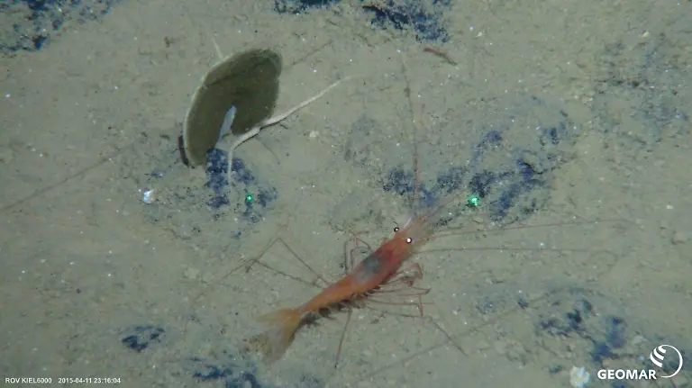 HANDOUT-Meeresgrundbewohner-der-Clarion-Clipperton-Zone-Credit-SO239-GEOMAR-ACHTUNG-Frei-nur-zur-redaktionellen-Verwendung-im-Zusammenhang-mit-der-Berichterstattung-ueber-die-Studie-bei-Nennung-des-Credits