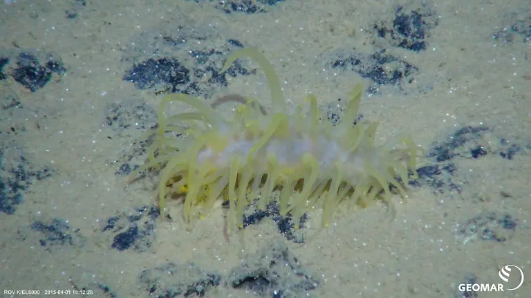 HANDOUT-Meeresgrundbewohner-der-Clarion-Clipperton-Zone-Credit-SO239-GEOMAR-ACHTUNG-Frei-nur-zur-redaktionellen-Verwendung-im-Zusammenhang-mit-der-Berichterstattung-ueber-die-Studie-bei-Nennung-des-Credits