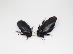 Ungewöhnliches Paarungsverhalten: Schaben fressen gegenseitig ihre Flügel