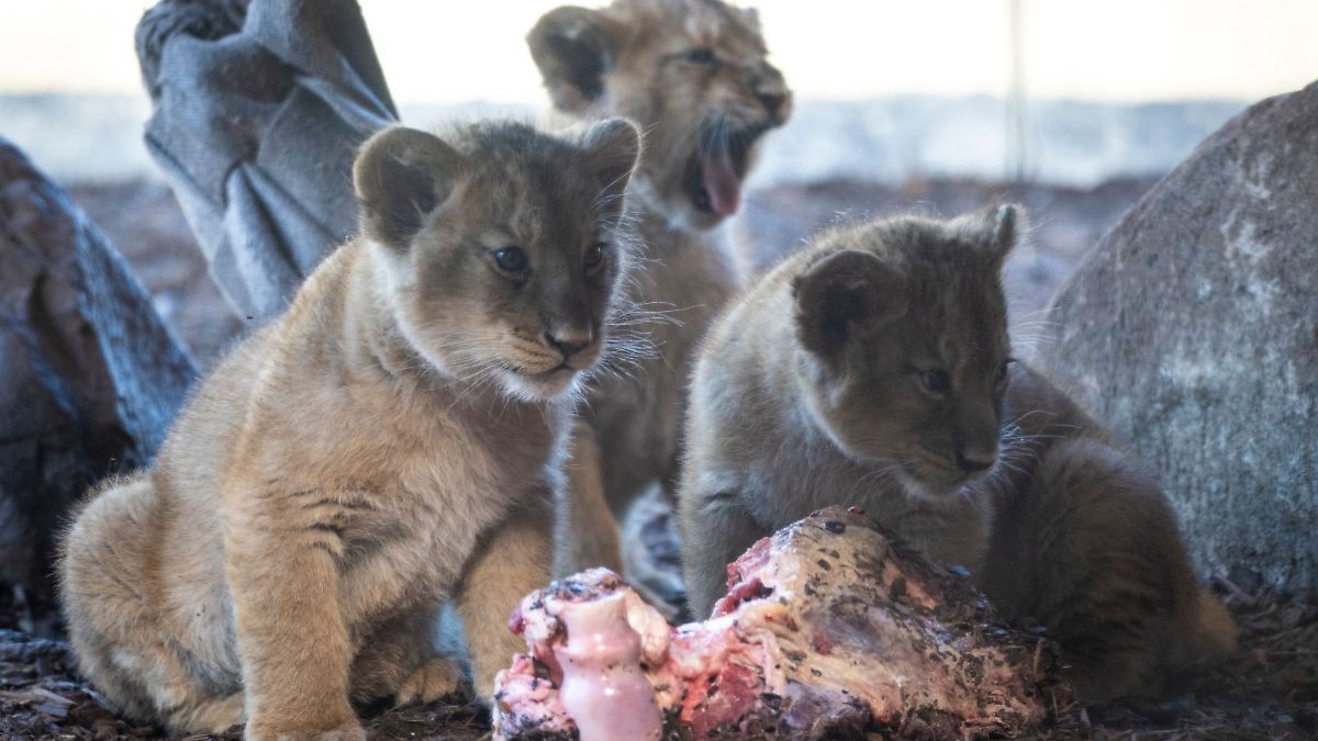 Löwen-Drillinge erkunden erstmals Anlage im Schweriner Zoo