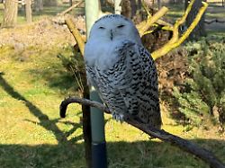 Hessen: Frühlingsgefühle im Wildpark – nur Eule Sven macht nicht mit