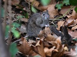 Gewitzte Stadtbewohner: Paris streitet im Wahlkampf - um Ratten