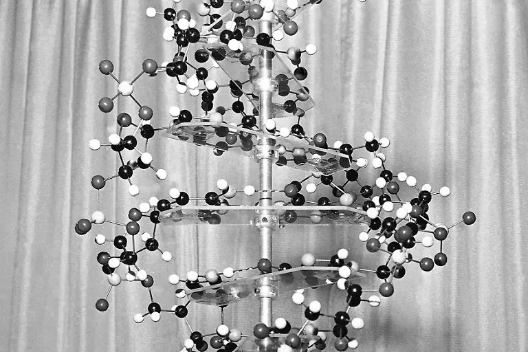 FILE-A-model-of-a-DNA-molecule-is-displayed-in-the-New-York-office-of-the-Sloan-Kettering-Institute-for-Cancer-Research-on-Oct-18-1962-The-discovery-of-DNA-s-twisted-ladder-structure-70-years-ago-opened-up-a-world-of-new-science-and-also-sparked-disputes-over-who-contributed-what-and-who-deserves-credit-In-an-opinion-piece-published-Tuesday-April-25-2023-in-the-journal-Nature-two-historians-are-suggesting-that-while-James-Watson-and-Francis-Crick-did-rely-on-research-from-Rosalind-Franklin-and-her-lab-without-their-permission-Franklin-was-more-a-collaborator-than-just-a-victim