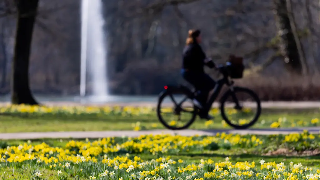 Narzissen-bluehen-bei-fruehlingshaften-Temperaturen-im-Stadtwald