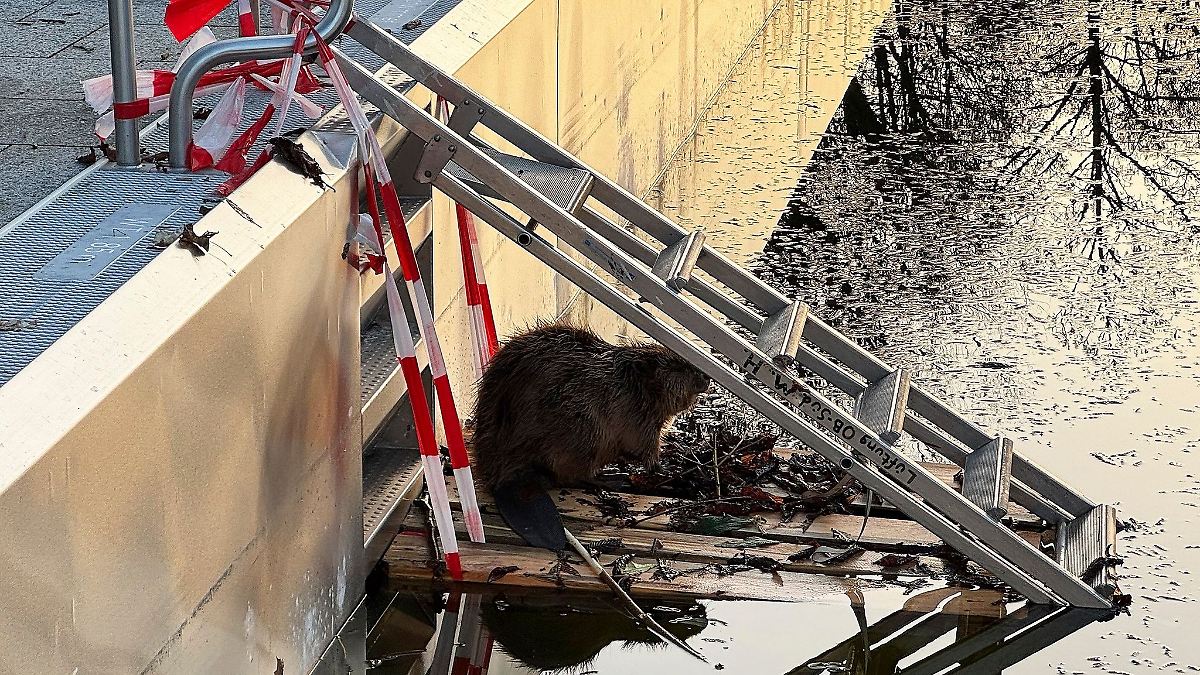 Biber im Becken – Nagetier verirrt sich ins Freibad