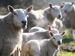 Thüringen: Schafzüchter erwarten stabile Lämmerpreise zu Ostern