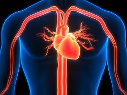 Mehr körpereigenes Hormon: Neue Injektion soll Heilung nach Herzinfarkt ankurbeln
