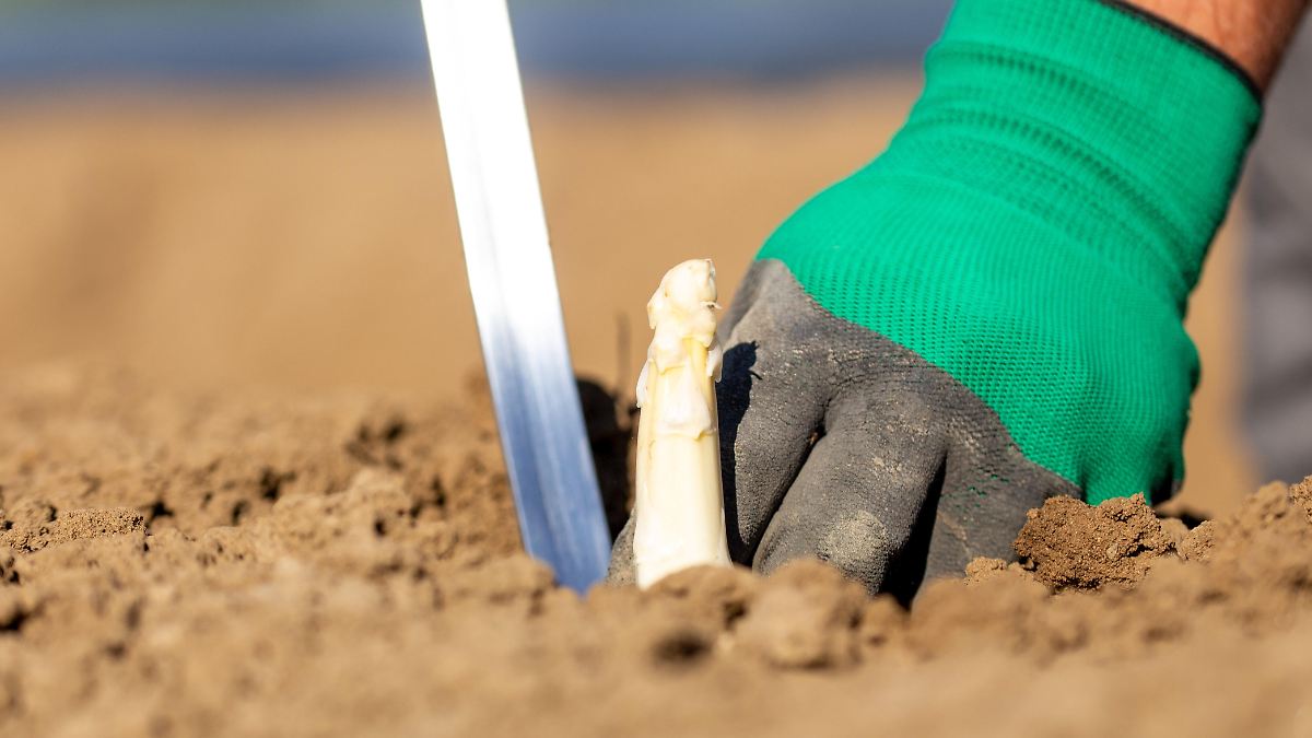 Ist Spargel wirklich gesund und sexuell anregend?