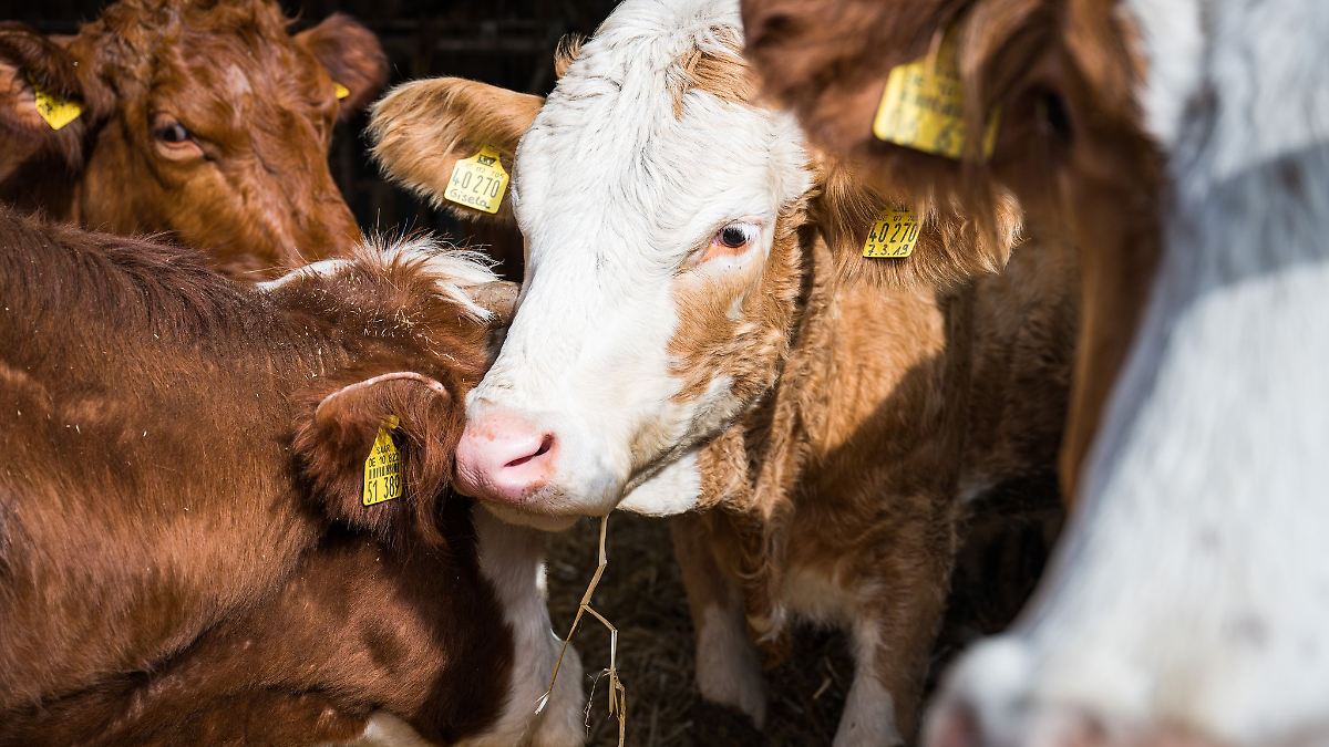 Bislang nur wenige Rinder gegen Blauzungenkrankheit geimpft
