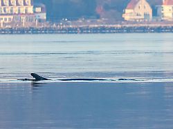 Mecklenburg-Vorpommern: Nach erneuter Wal-Sichtung erschwert Wetter weitere Suche