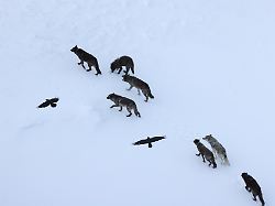 Jahrzehntealte Annahme widerlegt: Schlaue Taktik der Raben überrascht Forscher