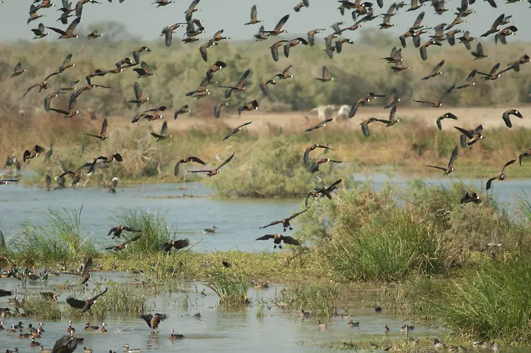 White-faced-whistling-ducks-Dendrocygna-viduata-in-a-lagoon-White-faced-whistling-ducks-Dendrocygna-viduata-Oiseaux-du-Djoudj-National-Park-Saint-Louis-Senegal-White-faced-whistling-ducks-Dendrocygna-viduata-Oiseaux-du-Djoudj-National-Park-Saint-Louis-Senegal-26-06-2022-Copyright-xEuphorbia72x-Panthermedia31567541