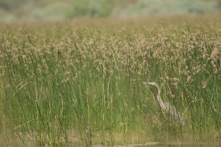 Purple-heron-Ardea-purpurea-in-a-lagoon-Purple-heron-Ardea-purpurea-in-a-lagoon-Oiseaux-du-Djoudj-National-Park-Saint-Louis-Senegal-Purple-heron-Ardea-purpurea-in-a-lagoon-Oiseaux-du-Djoudj-National-Park-Saint-Louis-Senegal-26-06-2022-Copyright-xEuphorbia72x-Panthermedia31567523
