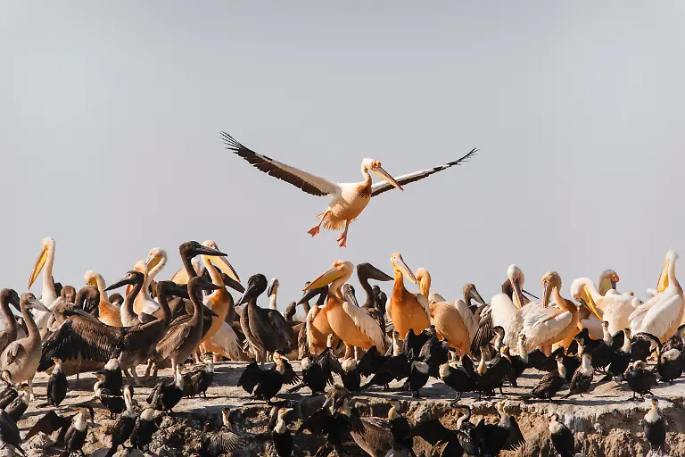 Rosapelikane-Pelecanus-onocrotalus-Brutkolonie-Maennchen-landet-Nationalpark-Djoudj-Senegal-Afrika