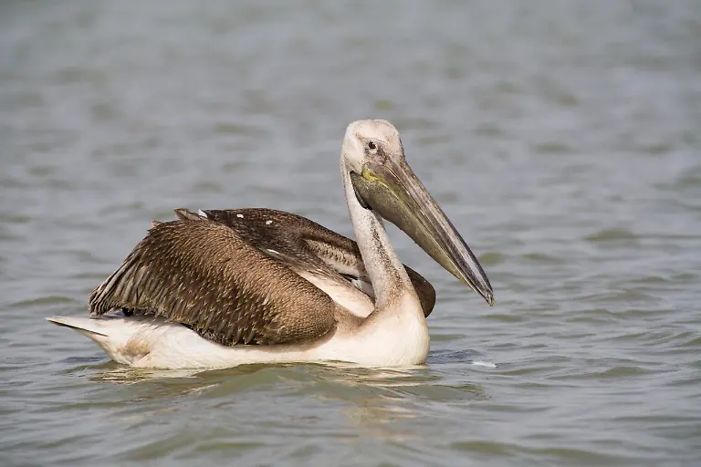 Rosapelikan-Pelecanus-onocrotalus-subadultes-Tier-Nationalpark-Djoudj-Senegal-Afrika