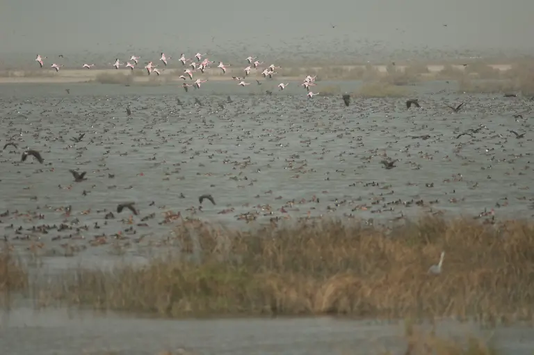 Flock-of-greater-flamingos-and-ducks-in-a-lagoon-Greater-flamingos-northern-pintails-fulvous-whistling-ducks-and-white-faced-whistling-ducks-Oiseaux-du-Djoudj-National-Park-Saint-Louis-Senegal-Greater-flamingos-northern-pintails-fulvous-whistling-ducks-and-white-faced-whistling-ducks-Oiseaux-du-Djoudj-National-Park-Saint-Louis-Senegal-25-06-2022-Copyright-xEuphorbia72x-Panthermedia31566066