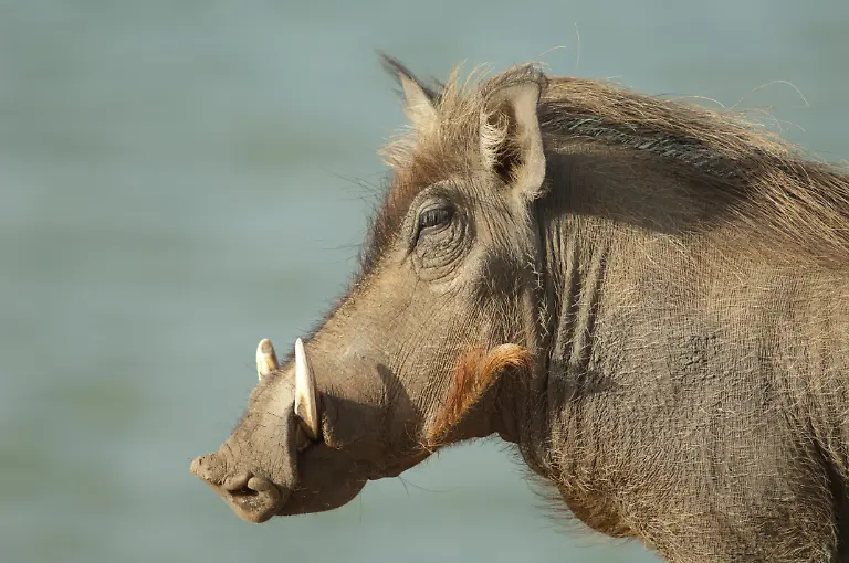 Portrait-of-a-Nolan-warthog-Phacochoerus-africanus-africanus-Nolan-warthog-Phacochoerus-africanus-africanus-Oiseaux-du-Djoudj-National-Park-Saint-Louis-Senegal-Nolan-warthog-Phacochoerus-africanus-africanus-Oiseaux-du-Djoudj-National-Park-Saint-Louis-Senegal-26-06-2022-Copyright-xEuphorbia72x-Panthermedia31567657