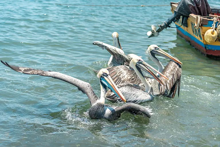 Pelicans-in-the-water-at-the-coast-of-the-ocean-Pelicans-in-the-water-at-the-coast-of-the-ocean