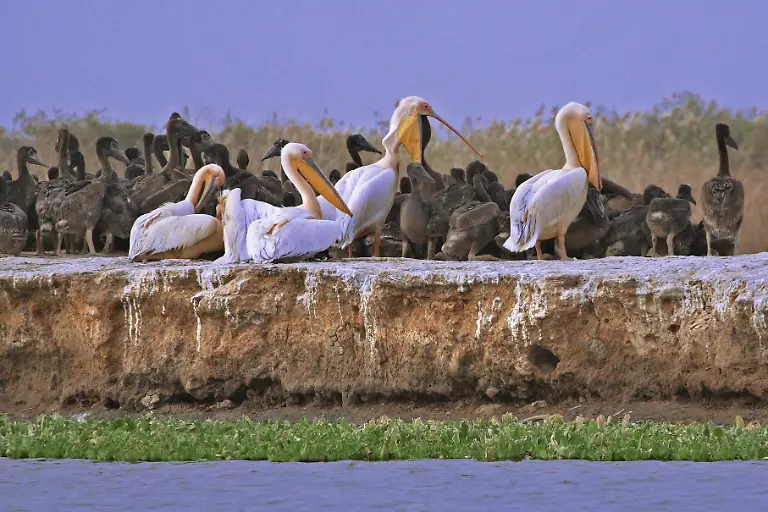 Pelicans-Djoudj-National-Park-Senegal