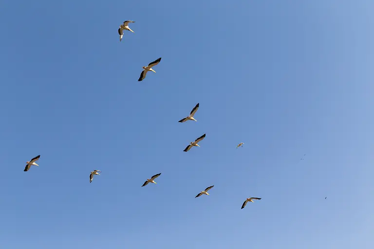 Flock-of-flying-pelicans-Flock-of-flying-pelicans-on-blue-sky-Its-a-Pink-backed-pelican-Pelecanus-rufescens-in-Djoudj-national-park-Senegal-It-is-bird-sanctuary-in-Africa-Flock-of-flying-pelicans-on-blue-sky-Its-a-Pink-backed-pelican-Pelecanus-rufescens-in-Djoudj-national-park-Senegal-It-is-bird-sanctuary-in-Africa-07-09-2022-Copyright-xruivalesousax-Panthermedia31820097
