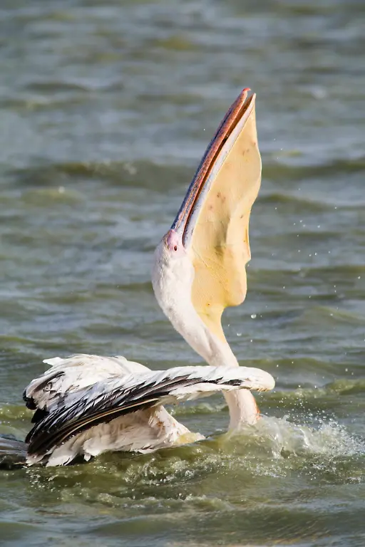 Great-White-Pelican-Pelecanus-onocratulus-swallowing-fish-Senegal-Biffeche-Djoudj-National-Park