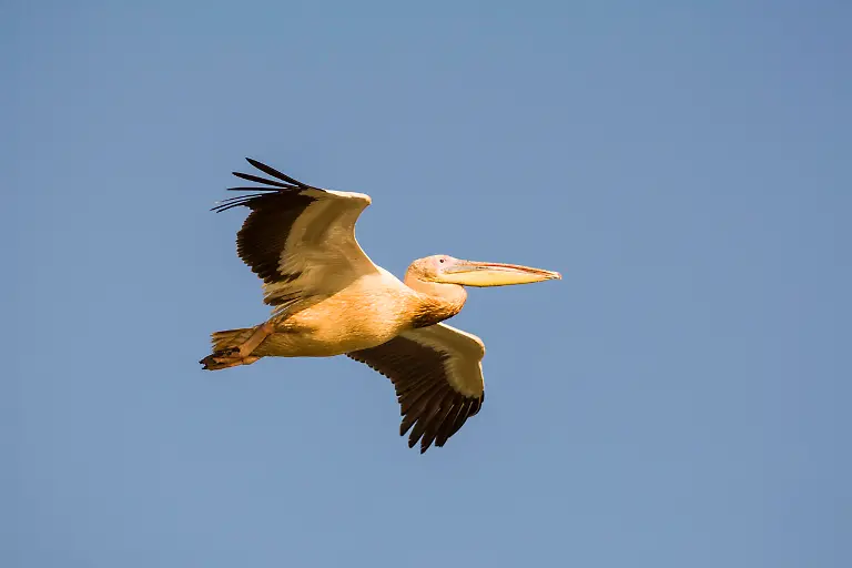 Rosapelikan-Pelecanus-onocrotalus-im-Flug-Nationalpark-Djoudj-Senegal-Afrika