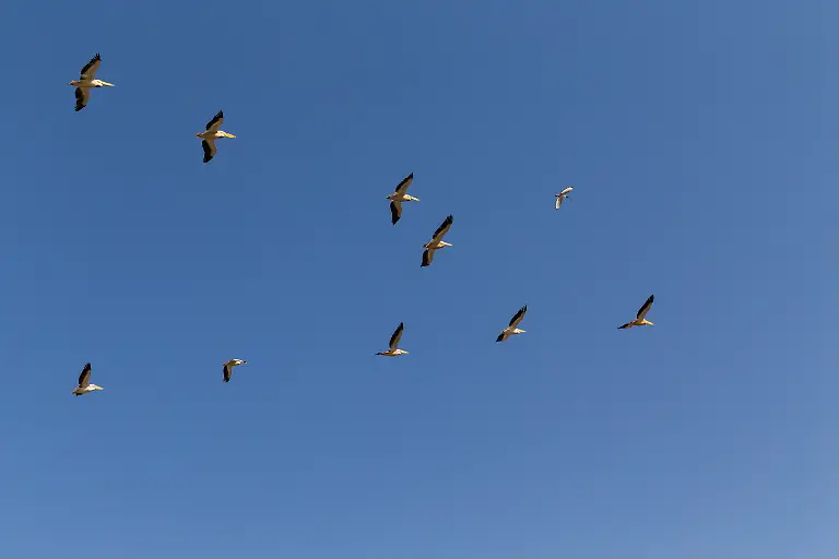Flock-of-flying-pelicans-Flock-of-flying-pelicans-on-blue-sky-Its-a-Pink-backed-pelican-Pelecanus-rufescens-in-Djoudj-national-park-Senegal-It-is-bird-sanctuary-in-Africa-Flock-of-flying-pelicans-on-blue-sky-Its-a-Pink-backed-pelican-Pelecanus-rufescens-in-Djoudj-national-park-Senegal-It-is-bird-sanctuary-in-Africa-10-03-2023-Copyright-xruivalesousax-Panthermedia33762790
