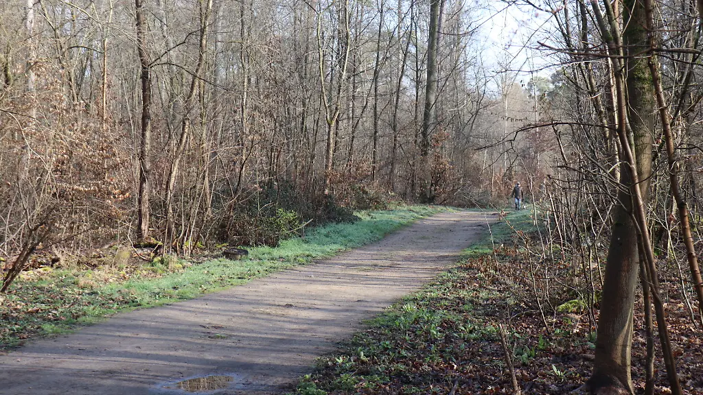Ein-Mann-geht-im-Wald-spazieren-Bei-der-toten-Frau-die-in-der-Wald-bei-Mannheim-gefunden-worden-war-handelt-es-sich-laut-Polizei-um-eine-19-Jaehrige-die-nach-derzeitigem-Stand-Opfer-eines-Gewaltverbrechens-wurde-Ein-junger-Mann-sei-dringend-tatverdaechtig-und-festgenommen-worden