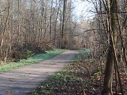 Leiche lag in Wald bei Mannheim : 17-Jähriger soll Freundin mit Händen und Ast ermordet haben