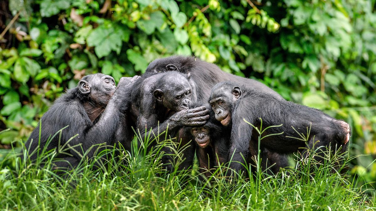 Sind Bonobos doch nicht so friedlich?