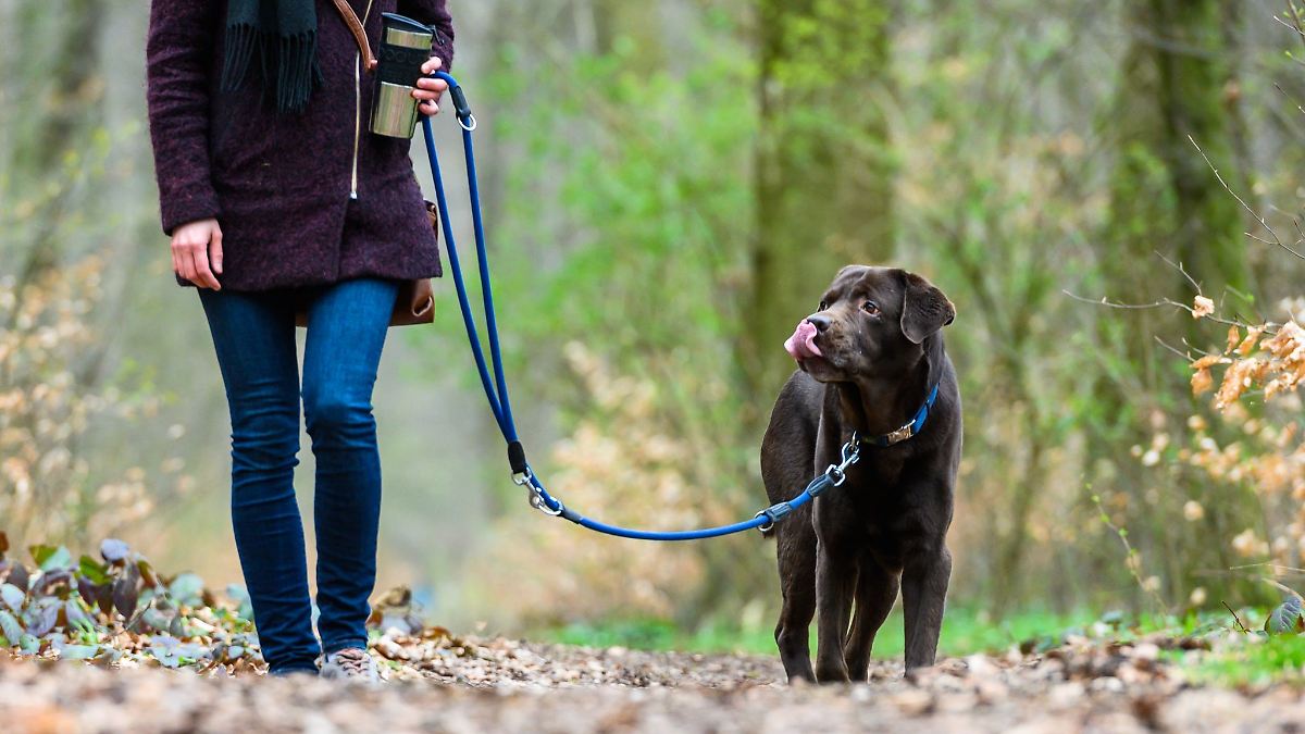 Leinenpflicht für Hunde: Was Halter jetzt beachten müssen