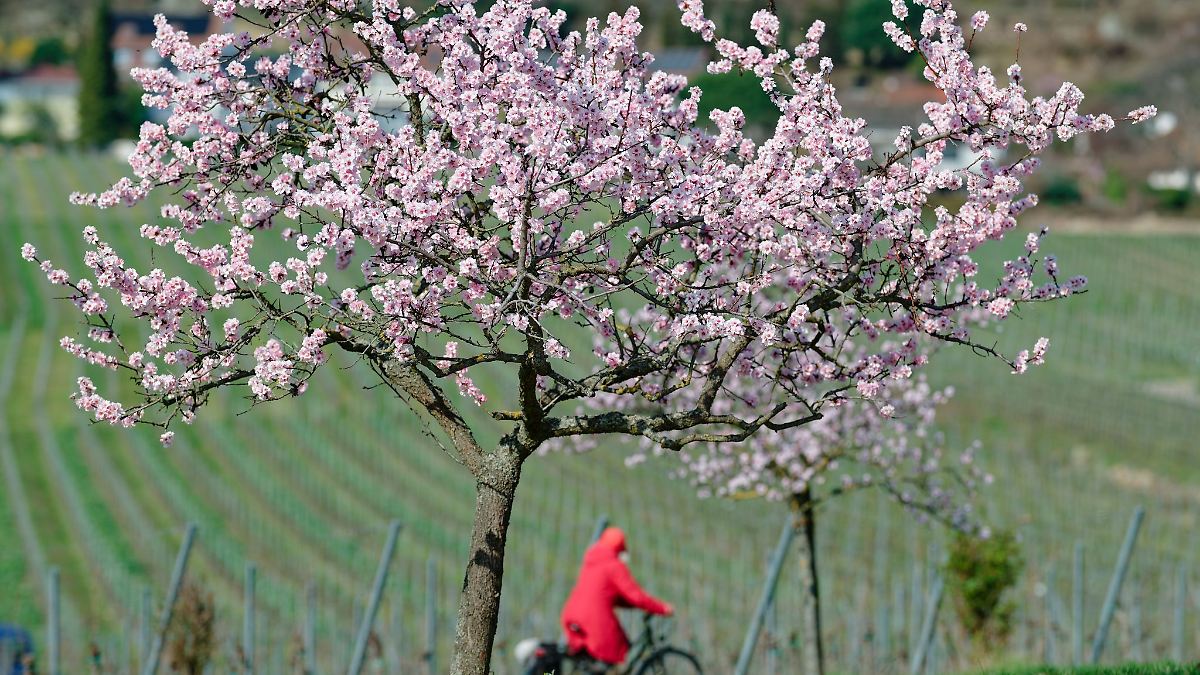 Viel Grau und Regen in Rheinland-Pfalz und Saarland