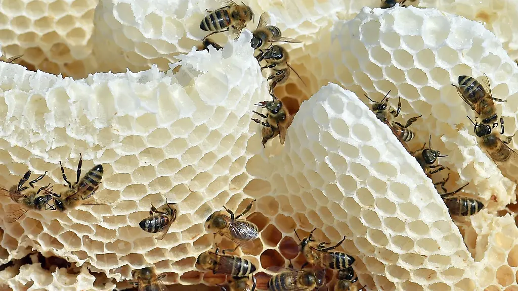 In-einem-Bienenstock-wohnen-Hunderte-Bienen