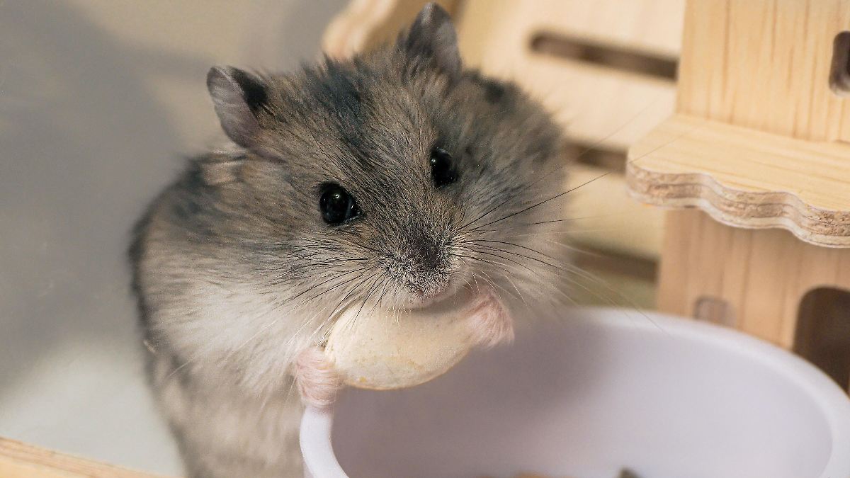 Lebende Hamster in Greifautomaten sorgen für Empörung